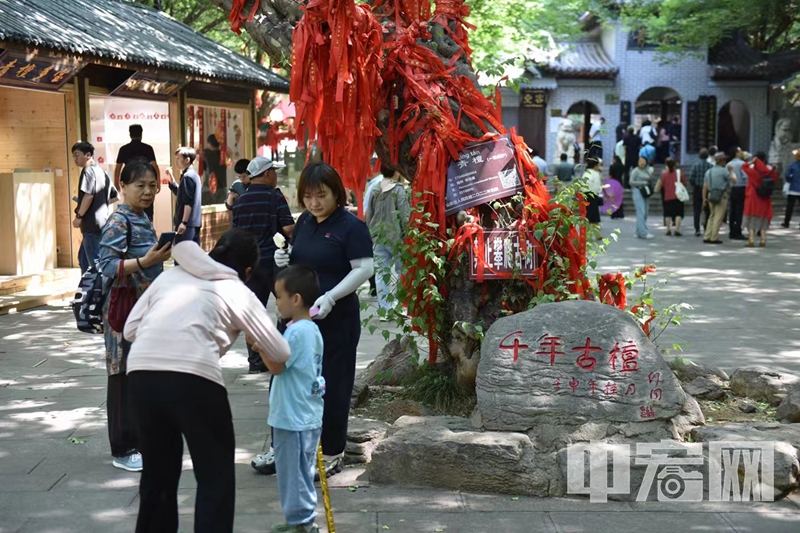 6月7日上午，2024山东省“乡村好时节·乐动生活”（枣庄会场）暨冠世榴园青檀寺景区“开园焕新”启动仪式在山东文旅冠世榴园青檀寺景区举行。