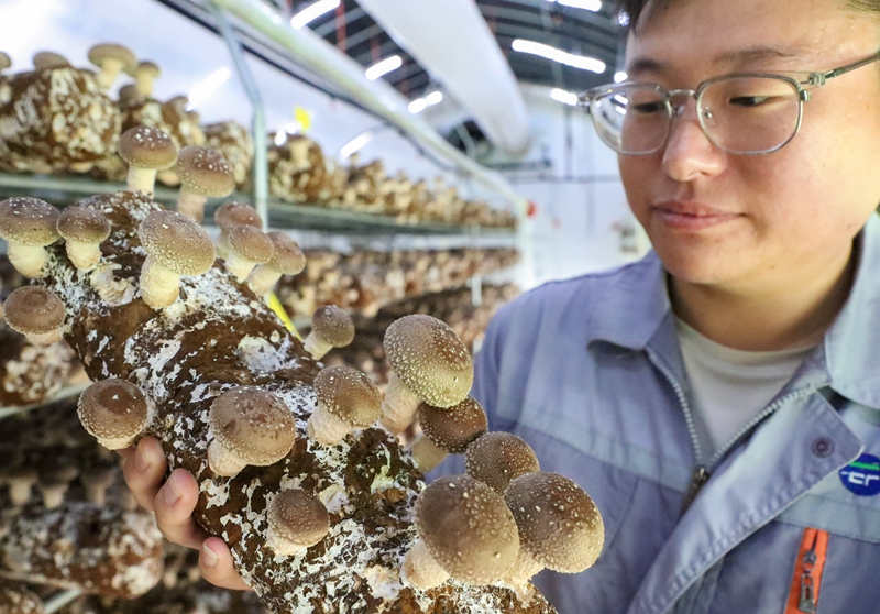 7月14日，山东莱西市院上镇一家菌菇培育加工企业的工作人员在查看香菇的长势。