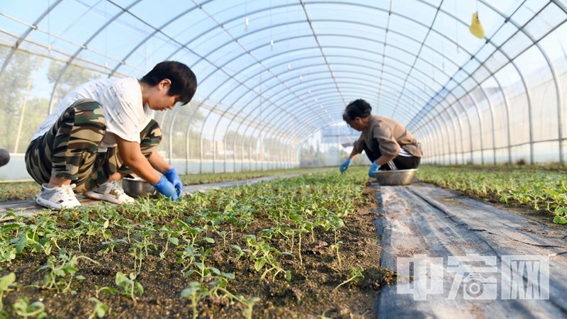 2024年9月21日，山东枣庄，育苗员工在山东省滕州市界河镇东李庄马铃薯高效种植基地大棚里对马铃薯幼苗进行栽培、浇灌苗水、划线、覆膜等。